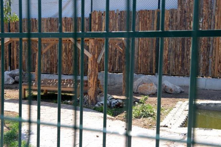 Aslan kaçsa kim yakalayacak Mahalleli isyan etti, hayvanat bahçesi kapatıldı