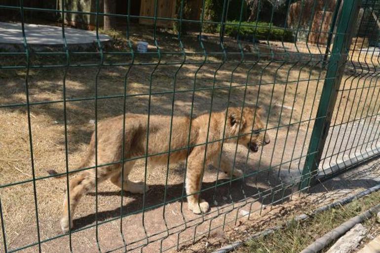 Aslan kaçsa kim yakalayacak Mahalleli isyan etti, hayvanat bahçesi kapatıldı