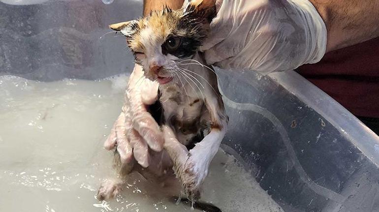 Fare tuzağına yavru kedi düştü, böyle kurtarıldı