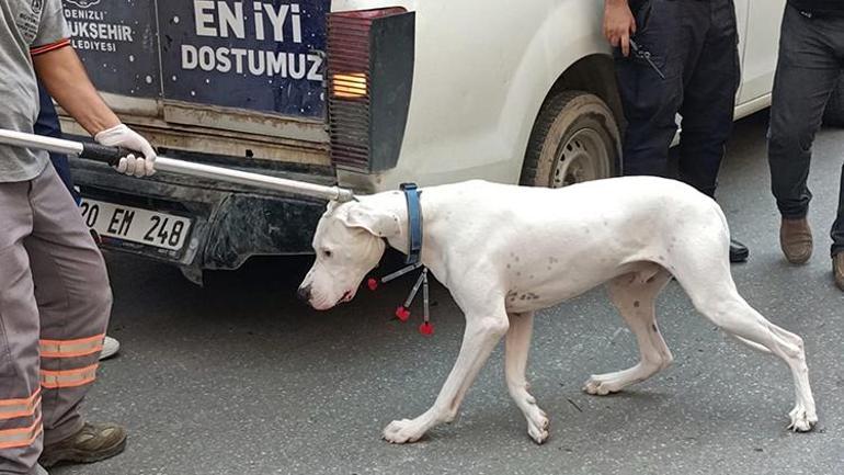 Alkollü sürücü polise yasaklı köpeğini saldırttı