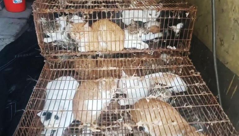 Etini satmak için 150 kedi çalan çete çökertildi