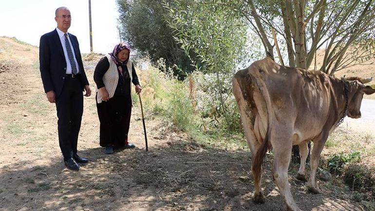 Tek geçim kaynağı ineği ölen kadına büyük sürpriz