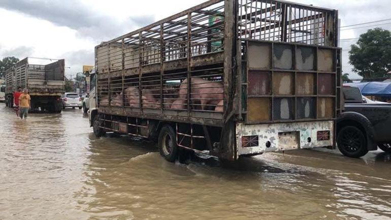 Tayland’da tavuk çiftliğini su bastı: 140 bin tavuk telef oldu