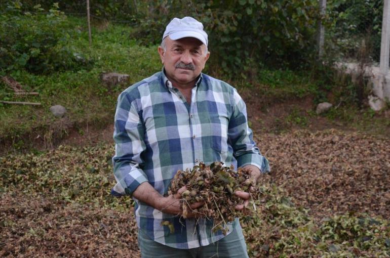 Annesinin kaybolan altın dişlerini arıyor Getirene 2 ton fındık verecek