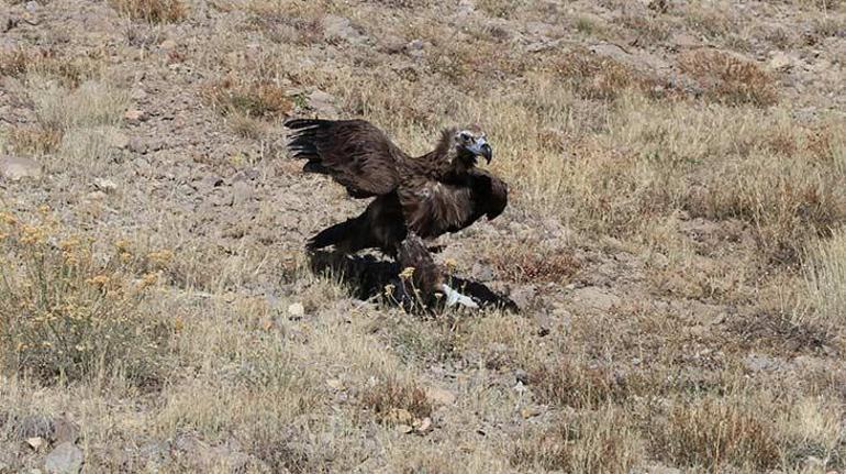 Zehirlenen kara akbaba, tedavi edilip doğaya bırakıldı