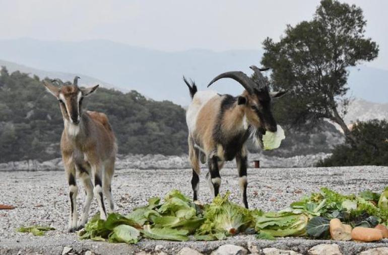 Aşırlı Adasında dağ keçilerinin sayısı artıyor