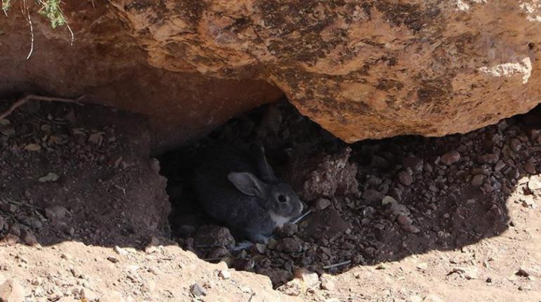 Akdamar Adasında tavşan zararı Sayıları hızla artıyor