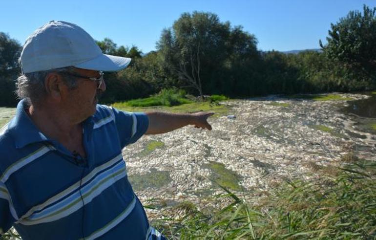 Tedirgin eden görüntü Binlerce ölü balık kıyıya vurdu