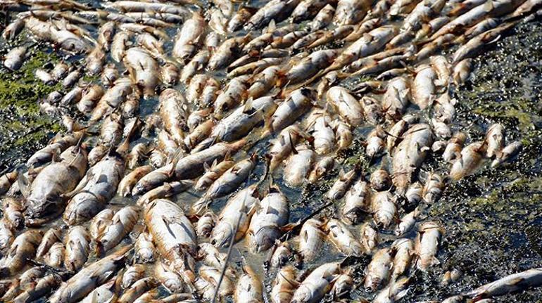 Toplu balık ölümlerinde iki belediye hakkında suç duyurusu