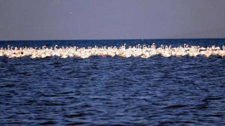 Van Gölü suyunun çekildiği bölge, tarım alanı oldu