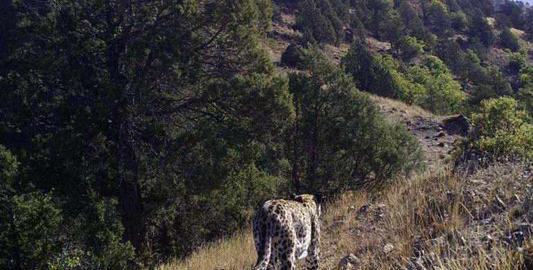 Anadolu Leoparı yüzünü aylar sonra bir kez daha gösterdi