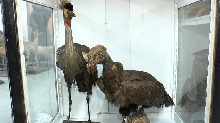Türkiyenin ilk zooloji müzesi 7 yıl sonra yeniden açılıyor