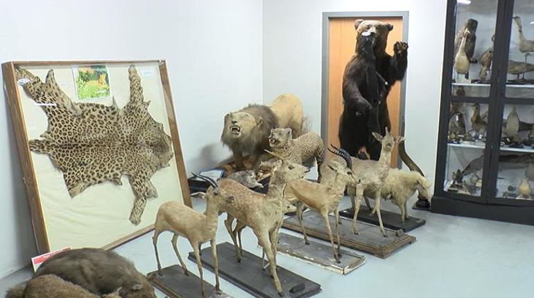 Türkiyenin ilk zooloji müzesi 7 yıl sonra yeniden açılıyor