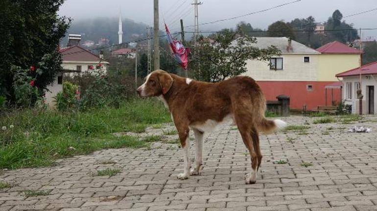 Kimyasalla toplu köpek ölümü’ iddiasına soruşturma