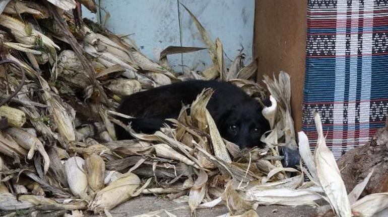 Kimyasalla toplu köpek ölümü’ iddiasına soruşturma