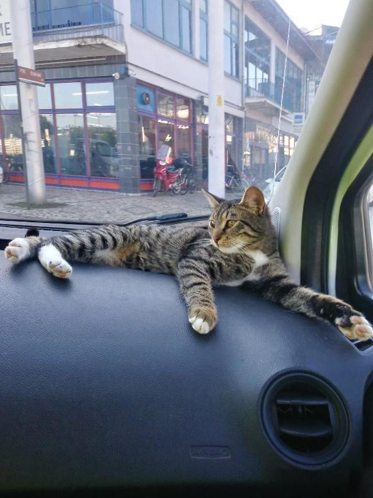 Kedi, peşindeki köpeklerden polis aracına girerek kurtuldu