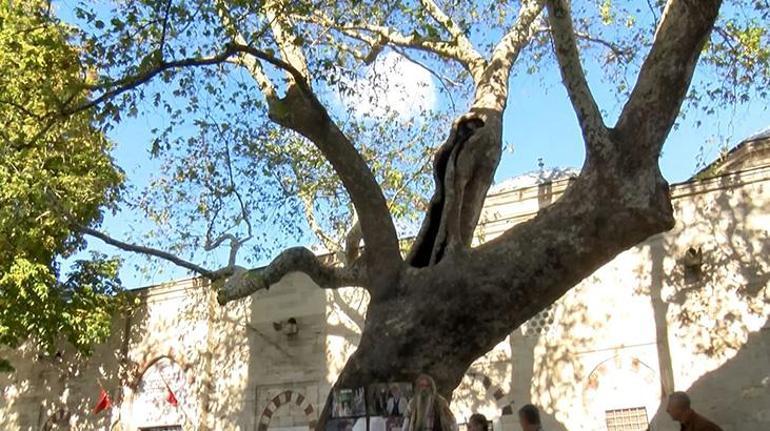 58 yıldır altından ayrılmıyordu Çınar ağacı artık onun ismiyle anılacak