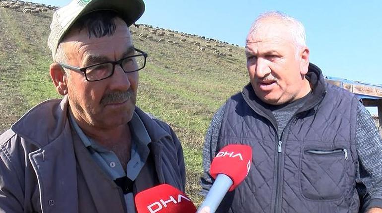 Arnavutköyde köylerde kurt saldırısı iddiası 18 koyun telef oldu
