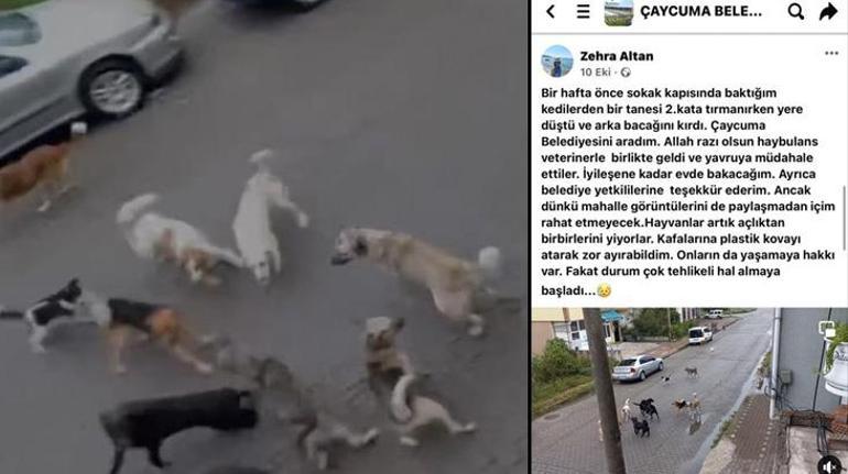 Sokak köpekleri dehşeti yaşattı Açlıktan birbirlerini yiyorlar