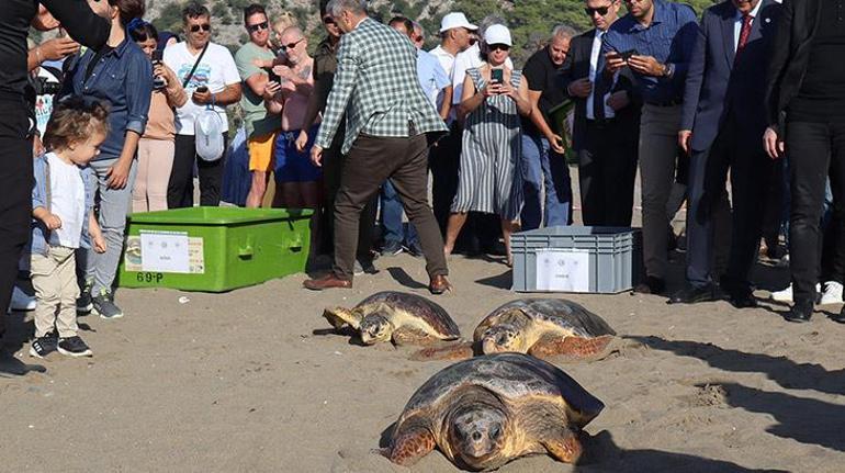 Deniz kaplumbağaları özgürlüğe kulaç attı