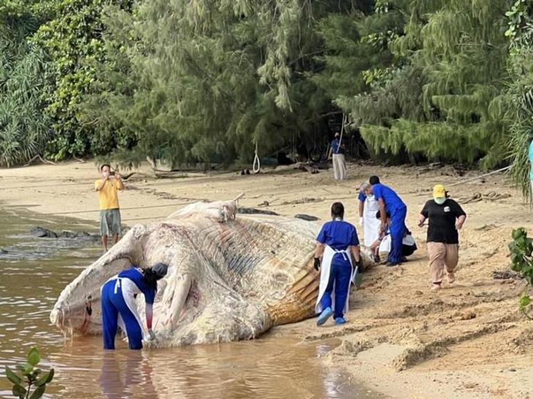 Yerliler sahilde buldu 3 ton ağırlığında ölüm nedeni bilinmiyor