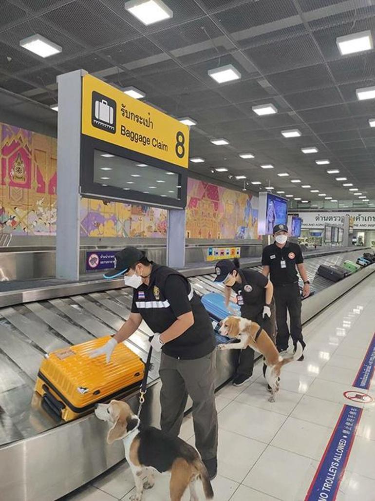 Çinden Taylanda gelen yolcunun bavuldan çıkan şoke etti Hemen laboratuvara gönderildi