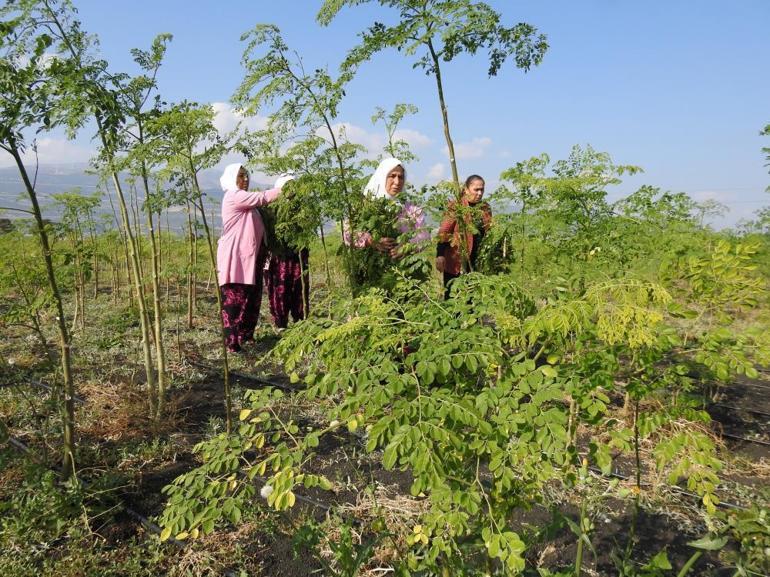 Cumhurbaşkanı Erdoğan bahsetmişti 25 dekarlık alanda moringa üretimi