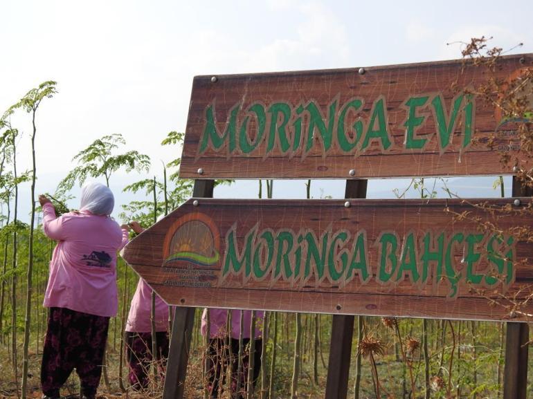 Cumhurbaşkanı Erdoğan bahsetmişti 25 dekarlık alanda moringa üretimi