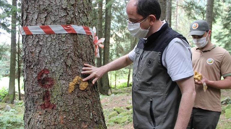 Doğu Karadenizde katil arıya karşı mücadele 7 bini ormanlara salındı
