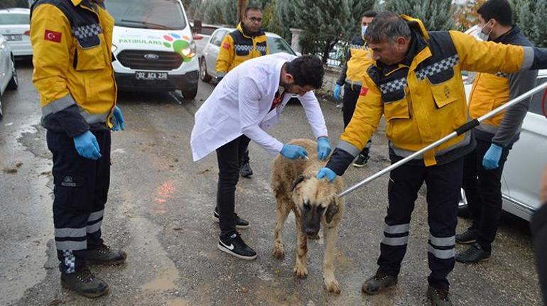 Adıyamanda hasta kedi paniği İki mahalle kuduz şüphesiyle karantinaya alındı