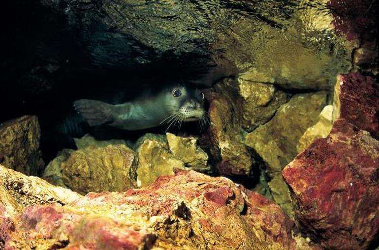 Akdeniz foku yavrularına mağara turu tehdidi