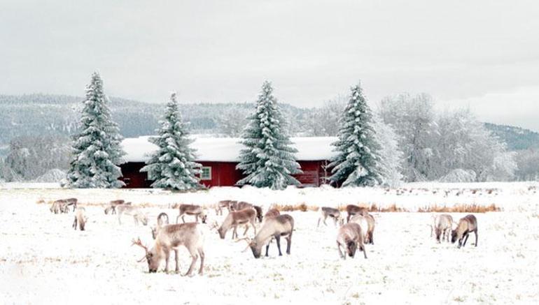 Sömestr tatilinde Lapland turuna çıkmanız için geçerli 5 neden