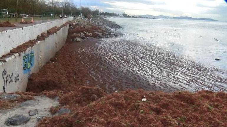 Caddebostan Sahilini yine kırmızı yosunlar kapladı