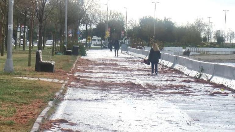 Caddebostan Sahilini yine kırmızı yosunlar kapladı