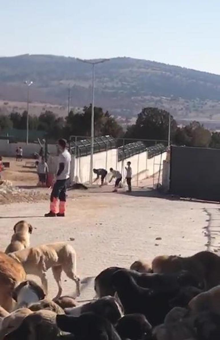 Konya Büyükşehir Belediyesinden hayvan bakımevindeki skandal görüntülere soruşturma