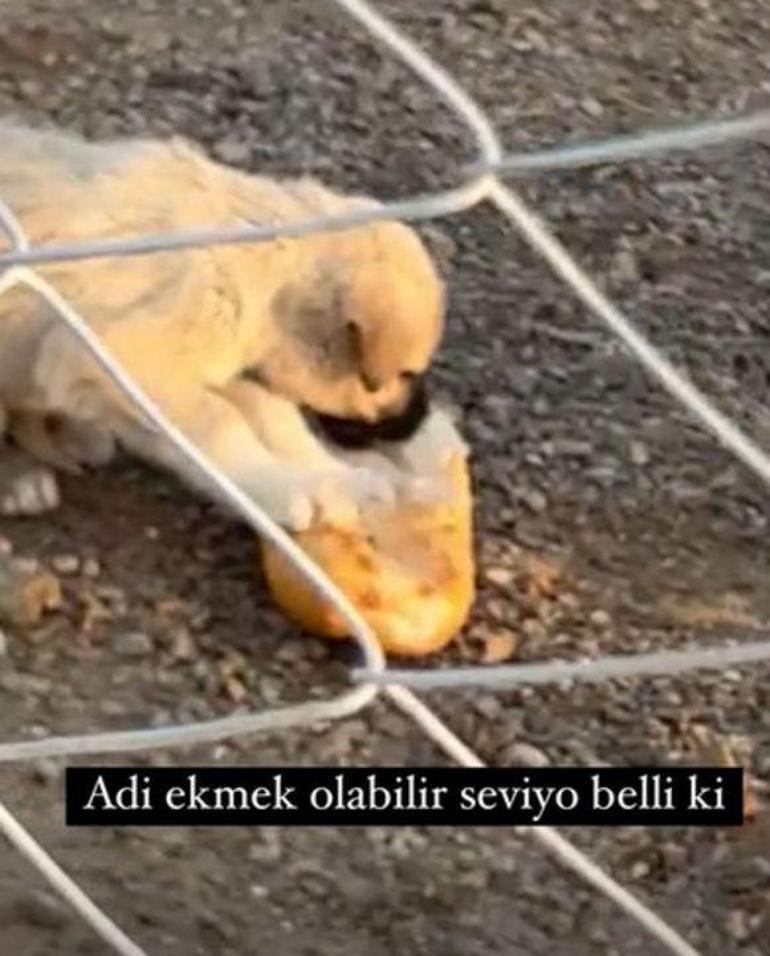 Danla Bilic, Konyadaki barınaktan bir yavru köpek sahiplendi