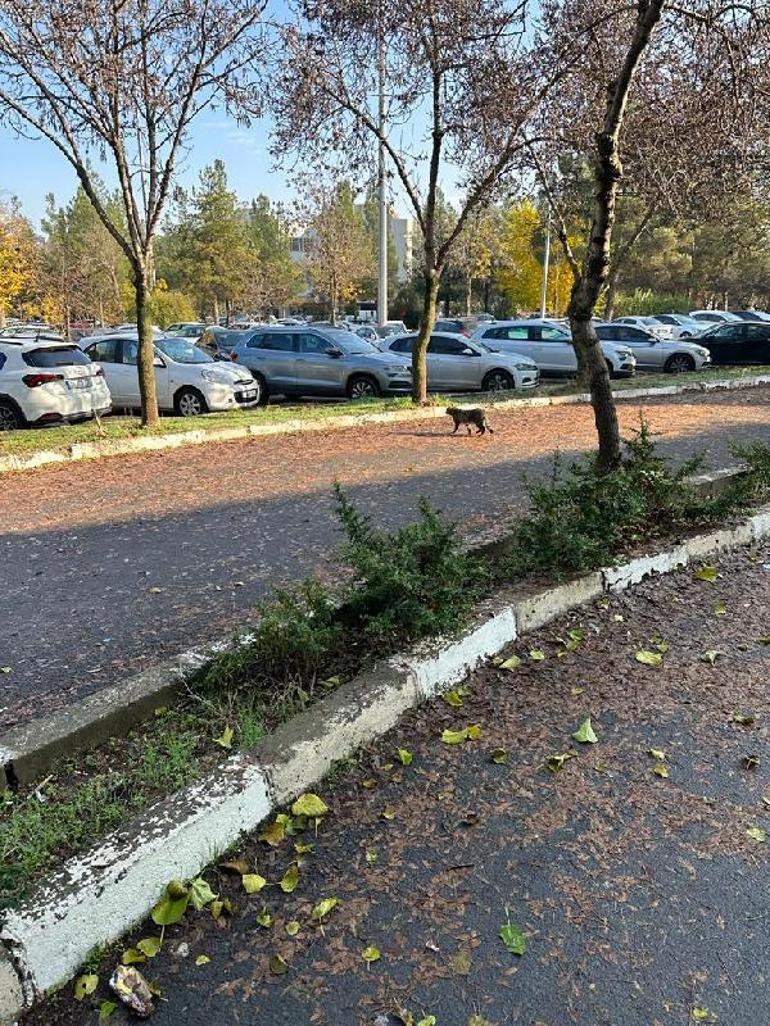 Dicle Üniversitesi kampüsünde nesli tehlike altındaki yaban kedisi görüntülendi