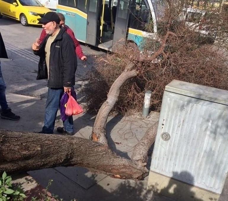 Başına ağaç düştü, tazminat kazandı