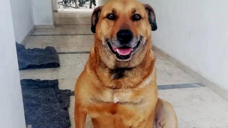 Paşa isimli köpeği öldürüp, sahibini de tehdit eden sanık için karar