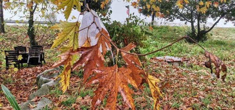 2 bin 493 TLlik işgal cezasının makbuzlarını ağaca astı