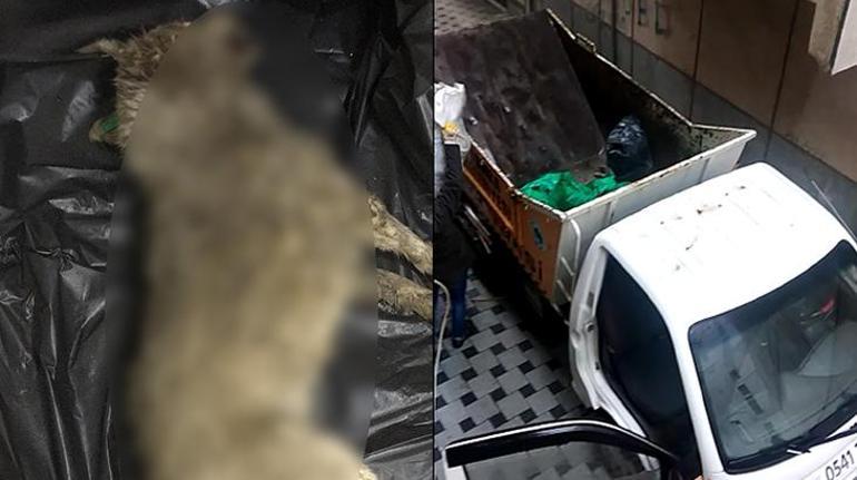 Canlı köpeğin üzerine moloz dökülmesine çifte soruşturma
