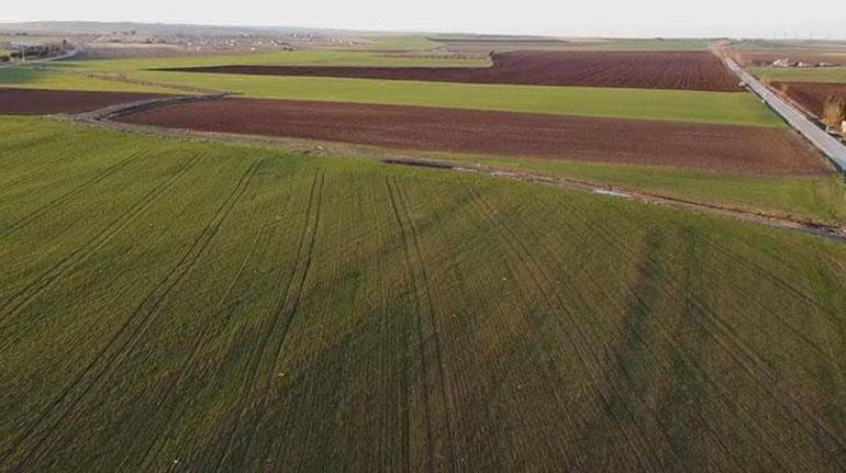 Prof. Dr. Kaya: Yağmur buğdayı kurtardı, tarım çok büyük etkilenirdi