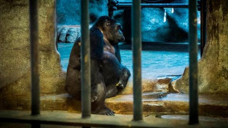 Dünyanın en yalnız gorili için ünlü oyuncu da devreye girdi Esaretin bedeli 15 milyon lira