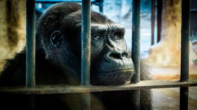 Dünyanın en yalnız gorili için ünlü oyuncu da devreye girdi Esaretin bedeli 15 milyon lira