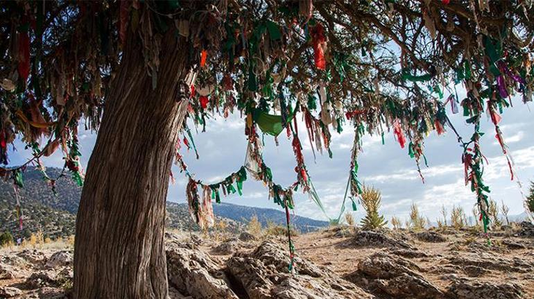 Eski Türkler yılbaşını neden baharda kutladı Yanlış bilinen çam ağacı detayı
