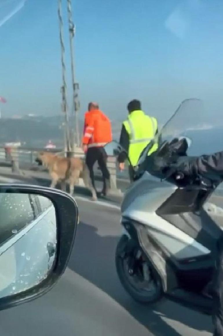 15 Temmuz Şehitler Köprüsü’nde yürüyen sokak köpeğini sürücüler kurtardı