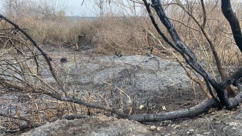 Kastabala Kuş Cennetindeki yangında çok sayıda hayvan öldü