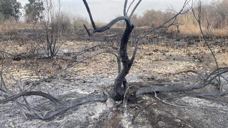 Kastabala Kuş Cennetindeki yangında çok sayıda hayvan öldü