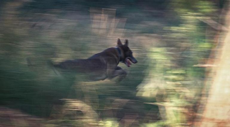 Antalyada korkunç olay Kafası ve kolları ‘hassas burunlu köpek ile aranıyor