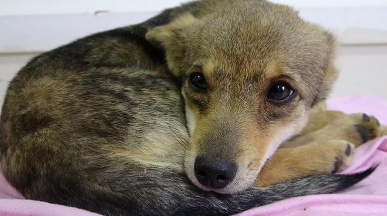 Fıkra gibi olay Köpek-çakal tartışmasında DNA talebi